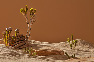 A desert landscape featuring little flowers, trees, and sand with an empty block of stone could be...