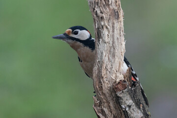 Buntspecht&nbsp;(Dendrocopos major)