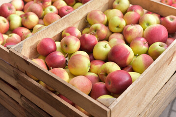 Lots of red apples. Apples background