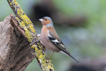 Buchfink (Fringilla coelebs)