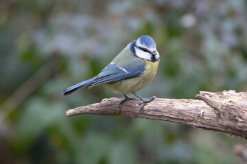 Naklejka premium Blaumeise&nbsp;(Cyanistes caeruleu)