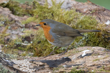 Rotkehlchen (Erithacus rubecula)