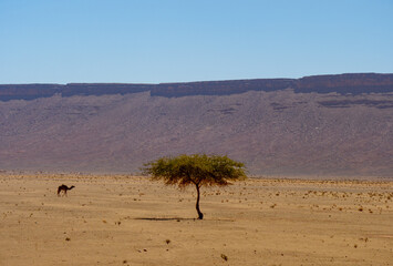 Fototapeta na wymiar African desert landscape and camel walking