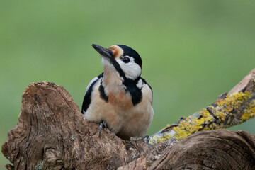Buntspecht&nbsp;(Dendrocopos major)