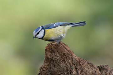 Blaumeise (Cyanistes caeruleu)