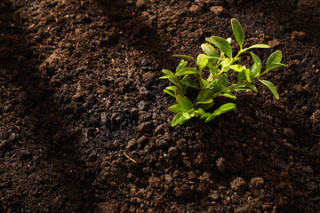 Earth Day, Environment and Eco concept, space for text