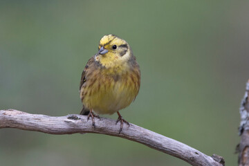 Goldammer (Emberiza citrinella)