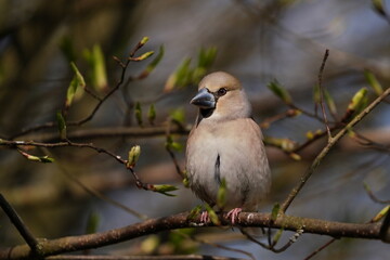 Beautuful portrait of a hawfinch female. (Coccothraustes coccothraustes) Wildlife scene from nature. Birf with big beak sitting on the branch.