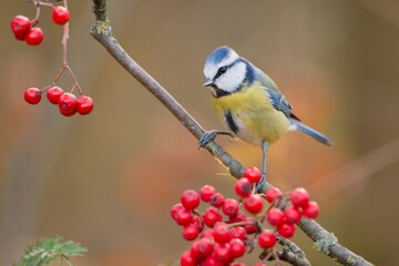 Beautiful autumn scene with a cute blue tit. Cyanistes caeruleus. A cute titmouse eats red rowan berries.