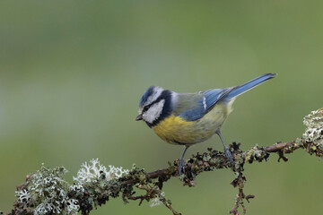 Fototapeta premium Blaumeise&nbsp;(Cyanistes caeruleu)
