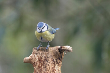 Blaumeise (Cyanistes caeruleu)