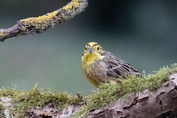 Goldammer (Emberiza citrinella)