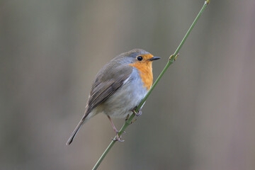 Rotkehlchen (Erithacus rubecula)