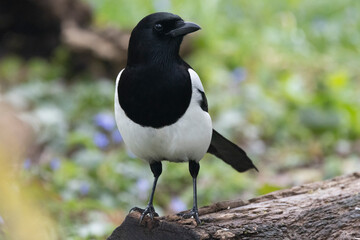 Elster (Pica pica)