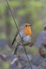 Fototapeta premium Rotkehlchen&nbsp;(Erithacus rubecula)