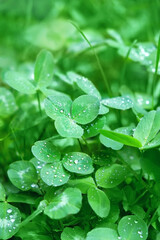 Green clover leaves with dew drops close up on meadow, natural abstract background. shamrock, St.Patrick`s day holiday symbol. ecology, organic, save earth, pure water concept. template for design