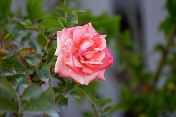 Hybrid Tea Rose