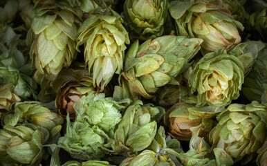 Green fresh hop cones for making beer and bread close-up as background