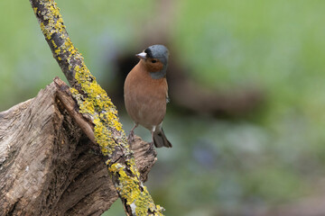 Buchfink (Fringilla coelebs)