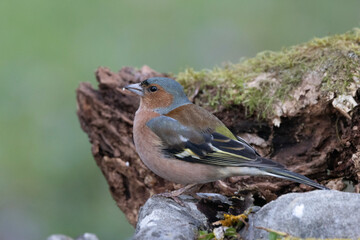 Buchfink (Fringilla coelebs),
