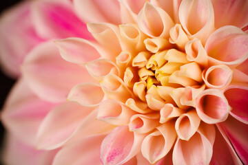 Macro photography of a dahlia flower