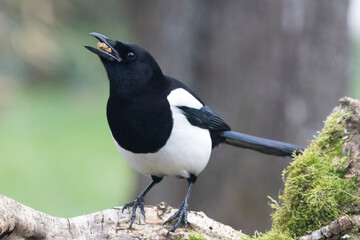 Elster (Pica pica)