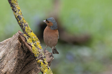 Buchfink (Fringilla coelebs)