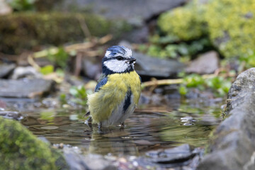 Blaumeise (Cyanistes caeruleu)