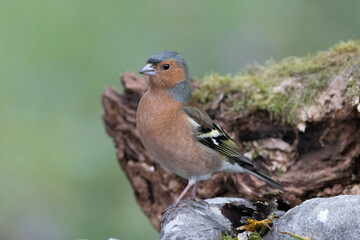 Buchfink (Fringilla coelebs),