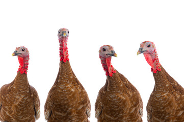 portraits of turkeys brown isolated on white