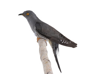 cuckoo sitting on tree branch isolated on white