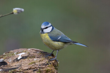 Blaumeise (Cyanistes caeruleu)