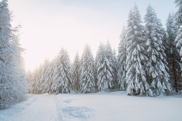 Spruce trees in a nature reserve under a snow bank at sunrise in Beskydy mountains, Czech republic. Breathtaking view of the golden rays of the sun illuminating the white caps of the trees