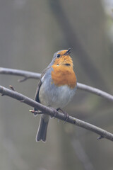 Rotkehlchen (Erithacus rubecula)