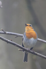Rotkehlchen (Erithacus rubecula)