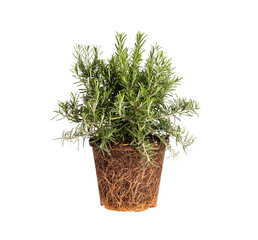 Rosemary plant with roots. Ready to plant. Preparation of the garden and vegetable patch. Agriculture, aromatic herbs. Isolated on transparent background. Precision cut.