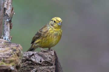 Goldammer (Emberiza citrinella)