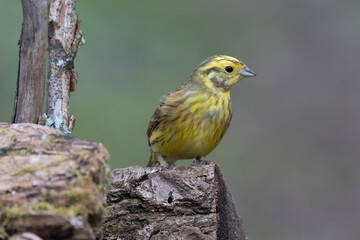 Goldammer (Emberiza citrinella)