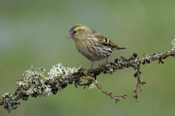 Erlenzeisig (Spinus spinus)