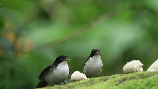 Dark-backed Sibia birds jumping for food on the ground.
