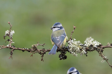Blaumeise (Cyanistes caeruleu)