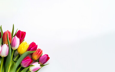 Fresh colorful Tulips, a symbol of spring and Easter. Isolated on white background with copy space. Illustrative Generative Ai.	