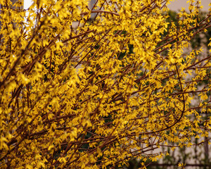 forsythia bush closeup. bright yellow blossom in spring
