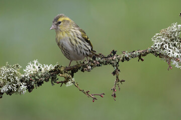 Erlenzeisig (Spinus spinus)