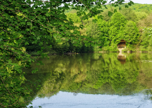 pond in beech woods. nature scenery with trees reflecting on the water surface. summer vacation background