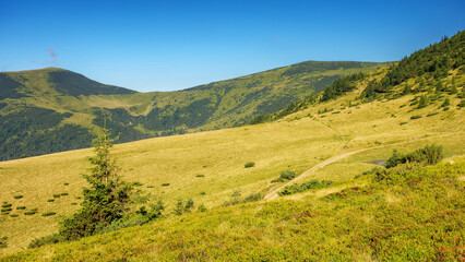 Fototapeta na wymiar ukrainian highlands in summer. view in to the distant chornohora ridge. bright sunny weather