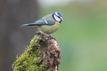 Blaumeise&nbsp;(Cyanistes caeruleu)