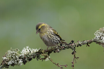 Erlenzeisig (Spinus spinus)