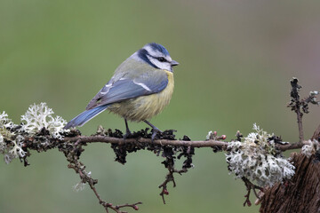 Fototapeta premium Blaumeise&nbsp;(Cyanistes caeruleu)