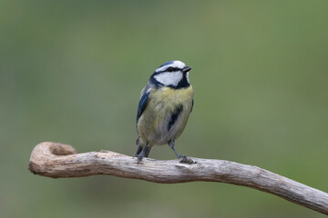 Blaumeise (Cyanistes caeruleu)